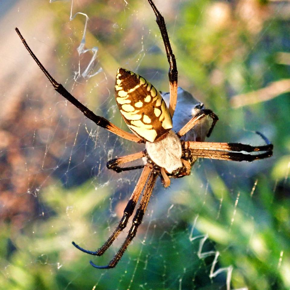 Photo of a garden spider
